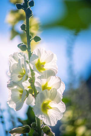 White crimson malva flower close up on a blur background.