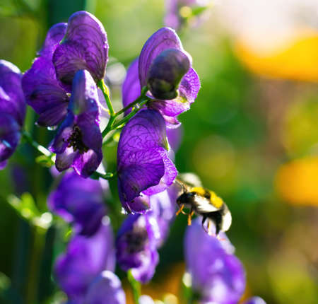 Aconite flower commonly known as aconitum, monkshood, wolf.
