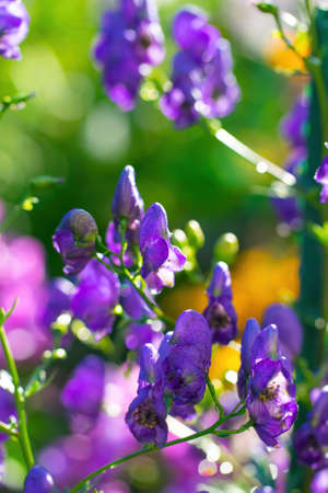 Aconite flower commonly known as aconitum, monkshood, wolf.の写真素材