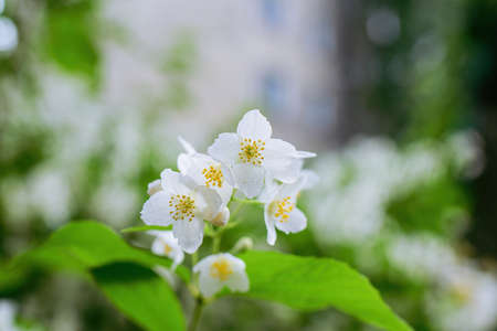 Twig with white jasmine flower close-up in spring on a blur background.の写真素材