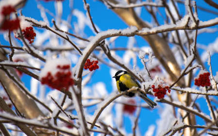 Titmouse on a snowy winter day sitting on a tree branch.の写真素材