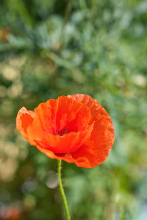 Red poppy flower against the rays of the setting sun on a summer day.の写真素材