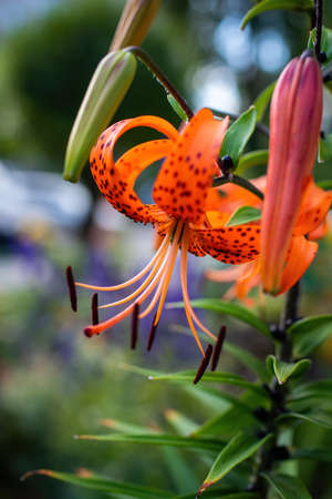 Flowers of orange lily in summer gardenの写真素材