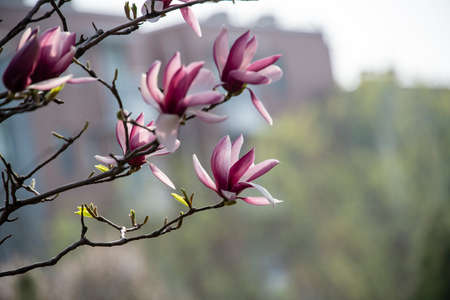 magnolia blossomの写真素材