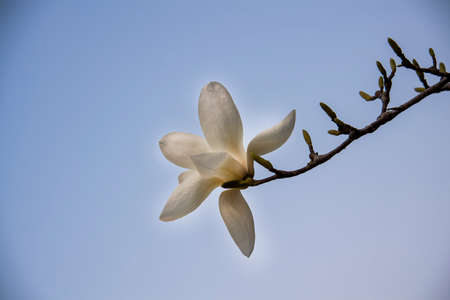 magnolia blossomの写真素材
