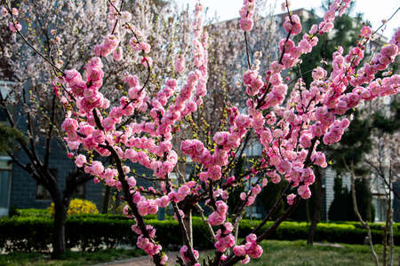 elm leaf plum in full bloom