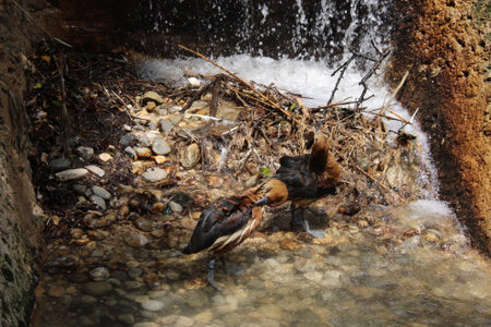 Little bittern (Ardeola cinerea) in the waterの写真素材