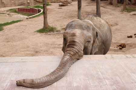 Elephant in the zoo, close up of the head and trunkの写真素材