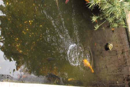 Koi fish in a pond in a park, closeup of photoの写真素材