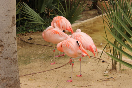 pink flamingos in the zoo,Thailand,Asia.の写真素材