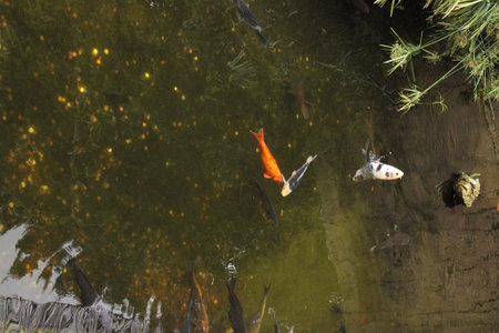 like a fish in waterの写真素材