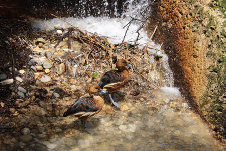 Duck and ducklings in a small stream of water in the forestの写真素材