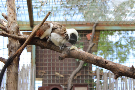 Lemur monkey in the zoo, closeup of photo.の写真素材