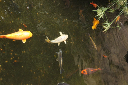 Koi fish in a pond in the park, closeup of photoの写真素材