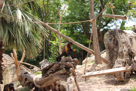 Cute monkey sitting on a tree in a zoo. Animal theme.の写真素材