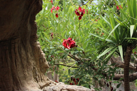 Red flowers on the tree in the garden, closeup of photoの写真素材