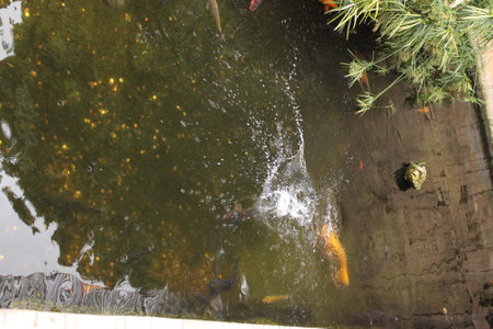 Carp fish swimming in a pond in a park, closeup of photoの写真素材