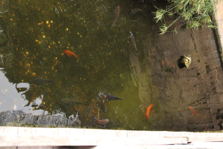 A group of colorful koi fish swimming in a small pond.の写真素材