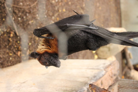 Bat hanging on a branch in a cage. Bat hanging on a branchの写真素材