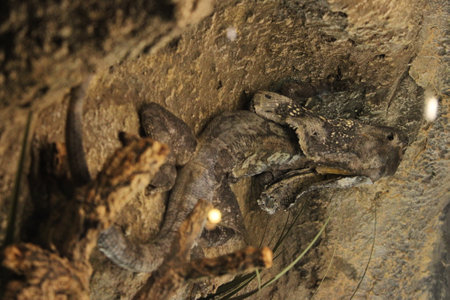 Crocodile in a cave, close-up of a lizardの写真素材