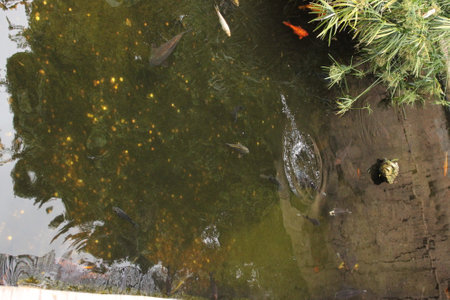 Fish swimming in the pond, closeup of photo with soft focusの写真素材