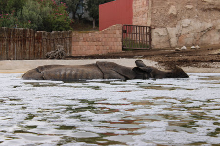 African rhinoceros sleeping in the mud in the zoo.の写真素材