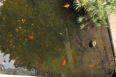 fish pondの写真素材