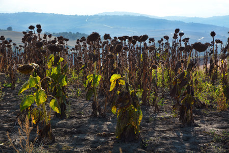 Field of cultivation of dry sunflowers due to drought.の写真素材