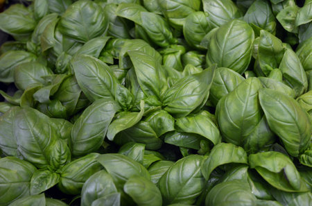 Texture of basil plants in flat lay angle.の写真素材