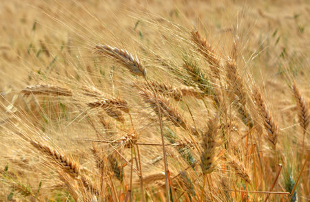 Detail of golden wheat in a field.の写真素材