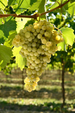 A large bunch of white grapes, against the light of the sun on a vineyard.の写真素材