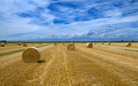 straw bales on an agricultural fieldの写真素材