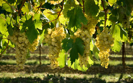 Bunches of white grapes in backlight, on the vineyard.の写真素材