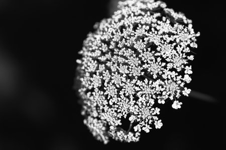 White flower on a black backgroundの写真素材