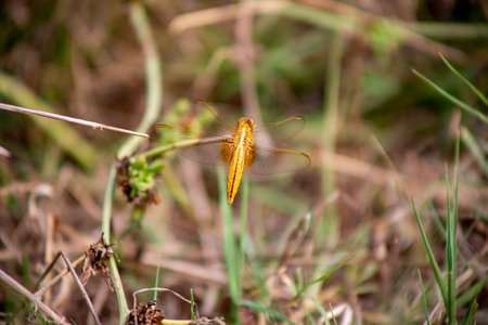 Dragonfly in the nature. Beautiful dragonfly in the nature.の写真素材