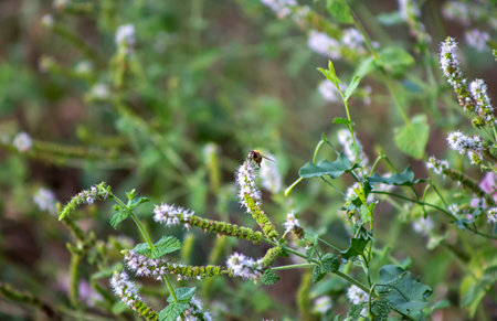 Mint flowers in the garden,Thai herbal medicine plant.の写真素材