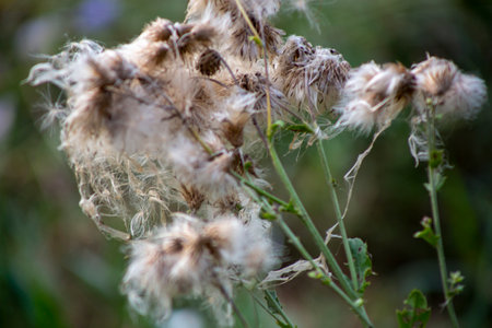 Close up of dry thistle flowers in a meadow. Selective focus.の写真素材