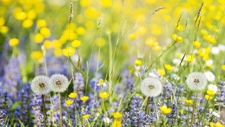 beautiful flowery spring meadow with bright and varied colors on a beautiful sunny dayの写真素材
