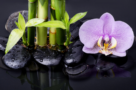 wellness environment with a few bamboo stalks, beautiful purple orchid flower, black stones in the clear waterの写真素材