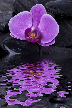 closeup of a beautiful purple orchid flower laid on black stones for wellness massageの写真素材