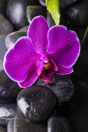 beautiful purple orchid in the foreground on black stonesの写真素材