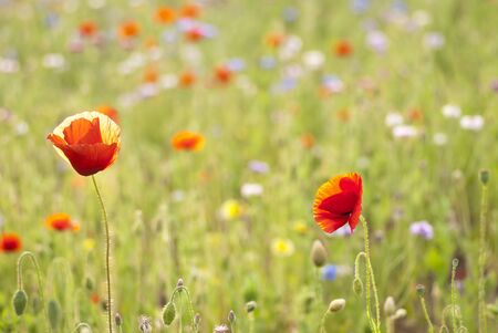 closeup of red poppy in a sunny field with spring bloomの写真素材