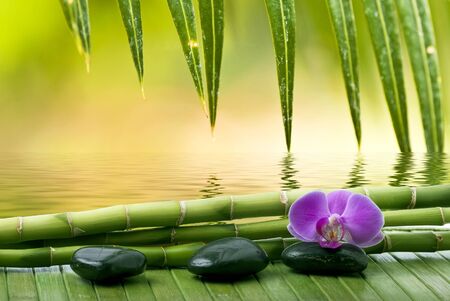 wellness center concept. In the foreground some black stones, bamboo stalks and a purple orchid.the green fauna in the background is reflected in calm watersの写真素材