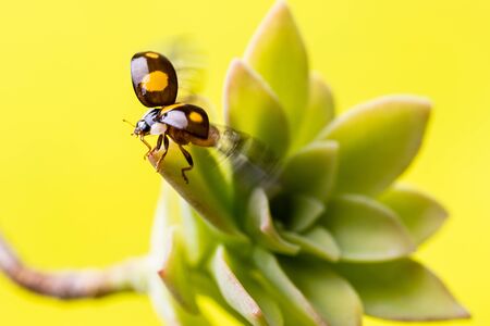 Macro-image of a ladybug, at the moment when the flight stands out with the front wings openの写真素材