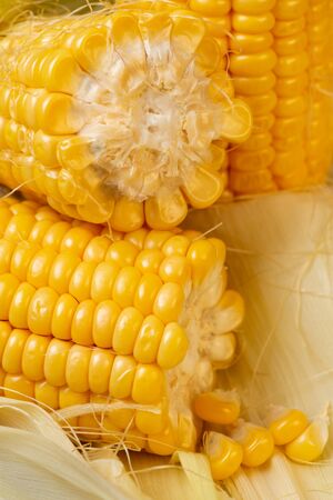 cob with ripe and fresh corn grains in the foreground