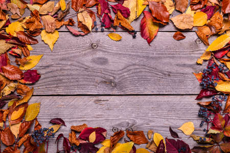 aged wooden background with frame of different types of dry autumn leaves.の写真素材