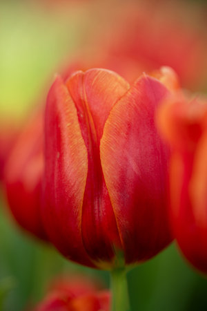 Selective focus of red tulip petals in extreme close-upの写真素材