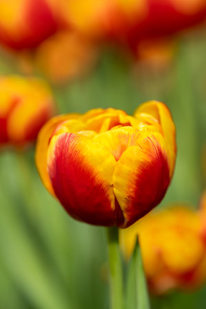 In the foreground, red and yellow flowering tulipの写真素材