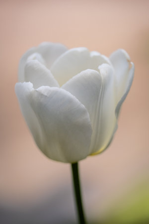 white tulip in extreme close-upの写真素材