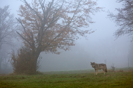 European wolf in a foggy forestの写真素材